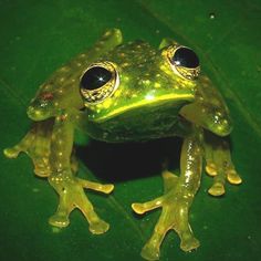 a green frog sitting on top of a leaf