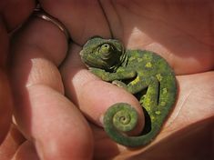 a small green chamelon sitting in the palm of someone's hand