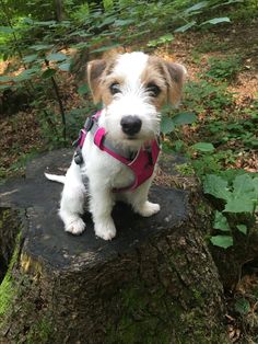 a small white and brown dog sitting on top of a tree stump in the woods