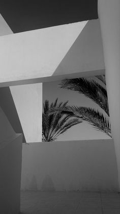 black and white photograph of palm trees in an empty room