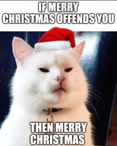 a white cat wearing a santa hat with the caption if merry christmas offers you then merry christmas