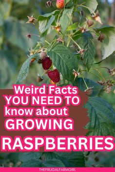 raspberries growing on a tree with the words weird fact you need to know about growing raspberries