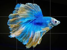 a blue and yellow siamese fish on a black background