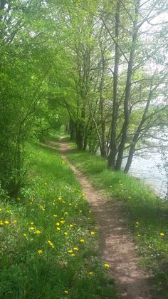 a dirt path in the middle of a forest next to some water and yellow flowers