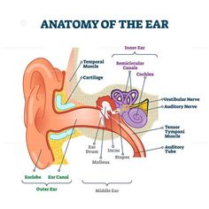 the anatomy of the ear with labels