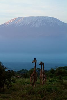 two giraffes are standing in the grass with a mountain in the background