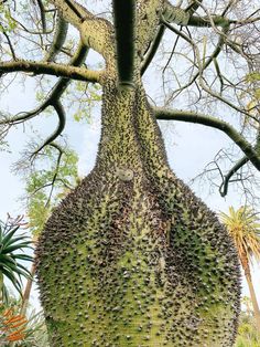 a very large tree with lots of leaves on it