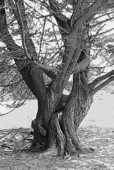 black and white photograph of an old tree