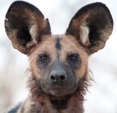 a close up of a dog with very big ears