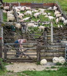 a man tending to his sheep in an enclosure