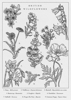 Botanical Illustration of British Wildflowers British Flower Tattoo, Wildflower Illustration Botanical Prints, Nature Flash Tattoo, Botanical Illustration Tattoo, Poison Tattoo, Paris Paloma, Poisonous Flowers, Vintage Flower Art, Wildflower Illustration