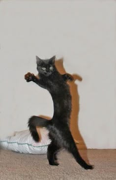 a black cat standing on its hind legs