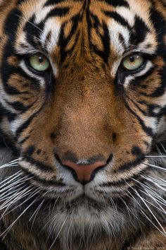 a close up shot of a tiger's face