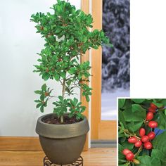 there is a potted plant with berries on it and another photo of the same plant