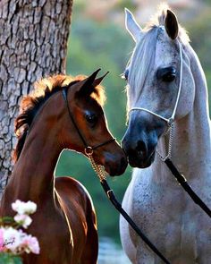 two horses standing next to each other near a tree