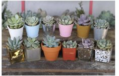 there are many small potted plants in the same color as each other on this table