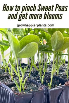 some plants are growing in plastic containers with text overlay that reads how to pinch sweet peas and get more blooms