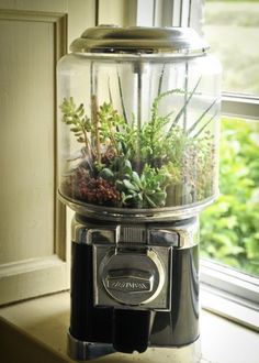 an old fashioned blender with plants in it