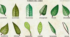 the different types of leaves are shown in this diagram, and each one is labeled with their own name