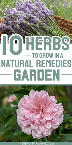 flowers and herbs in a garden with the title 10 herbs to grow in a natural remed