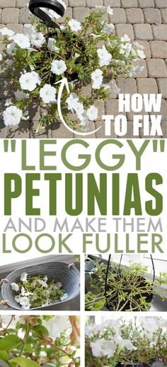 how to fix wieggy's petunias and make them look fuller