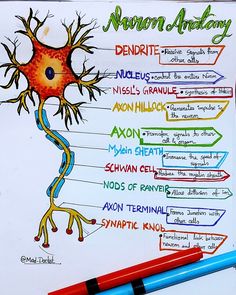 a diagram of the human nervous system on a piece of paper next to a pencil