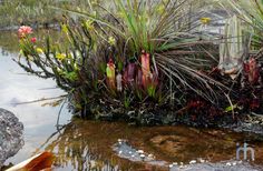 some plants are growing out of the water