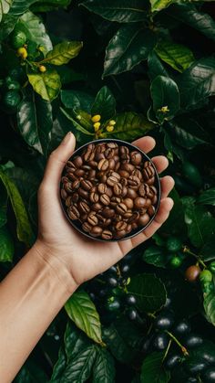 a person's hand holding a bowl of coffee beans in front of green leaves