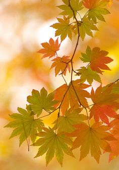 some leaves are hanging from a branch in front of yellow and red colors on the tree