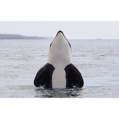 a large white and black shark in the water