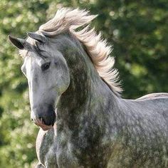 a gray horse with blonde hair running in the grass