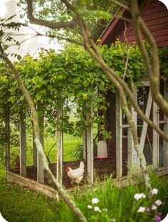 a chicken is standing in the garden next to a house