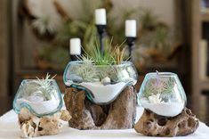 three glass vases filled with plants on top of a table