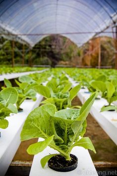 rows of green plants growing in white plastic trays