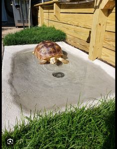 a tortoise in the middle of a concrete bowl with water running through it