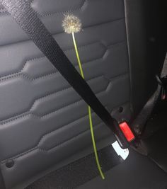 a dandelion sitting in the back seat of a car with a tag on it