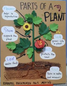 the parts of a plant made out of cardboard and paper with words written on it