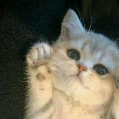 a white kitten with blue eyes and paws up