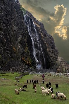 a herd of sheep standing on top of a lush green field next to a waterfall