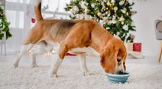 a brown and white dog eating out of a blue bowl on the floor next to a christmas tree