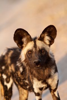 a close up of a small dog on a dirt ground with only one animal visible