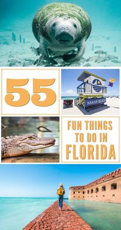 the cover of 55 fun things to do in florida, including an image of a sea turtle