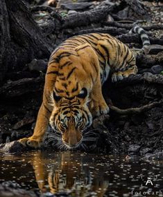 a tiger drinking water from a body of water