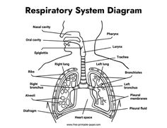 diagram of the human body organs and their major systems labeled in text on a white background