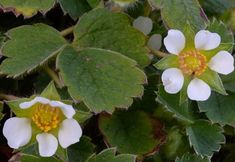 two white and yellow flowers with green leaves