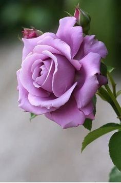 a purple rose with green leaves on it