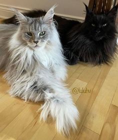 two long haired cats sitting on the floor next to each other, looking at the camera