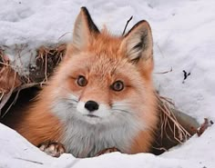 a red fox sitting in the snow looking out from its burr hole with it's eyes wide open