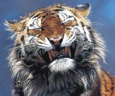 a close up of a tiger with its mouth open