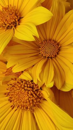 yellow flowers are shown in close up view